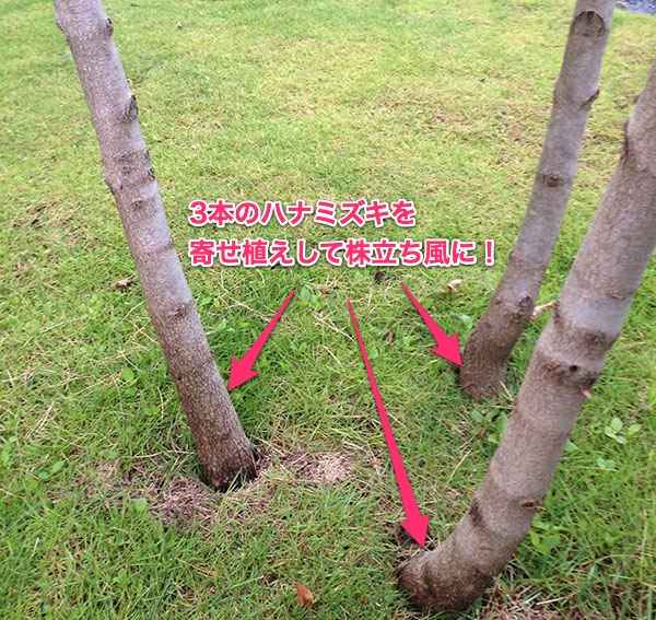 kabudachi.jpg Kabudachi